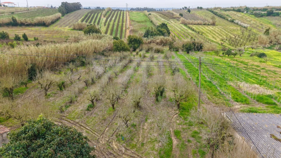 Terreno para Venda em Usseira Foto 4