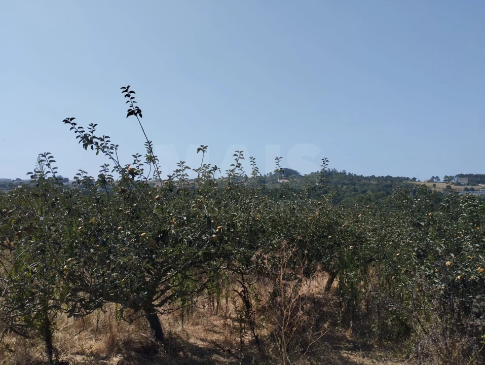 Terreno para Venda em Usseira Foto 2