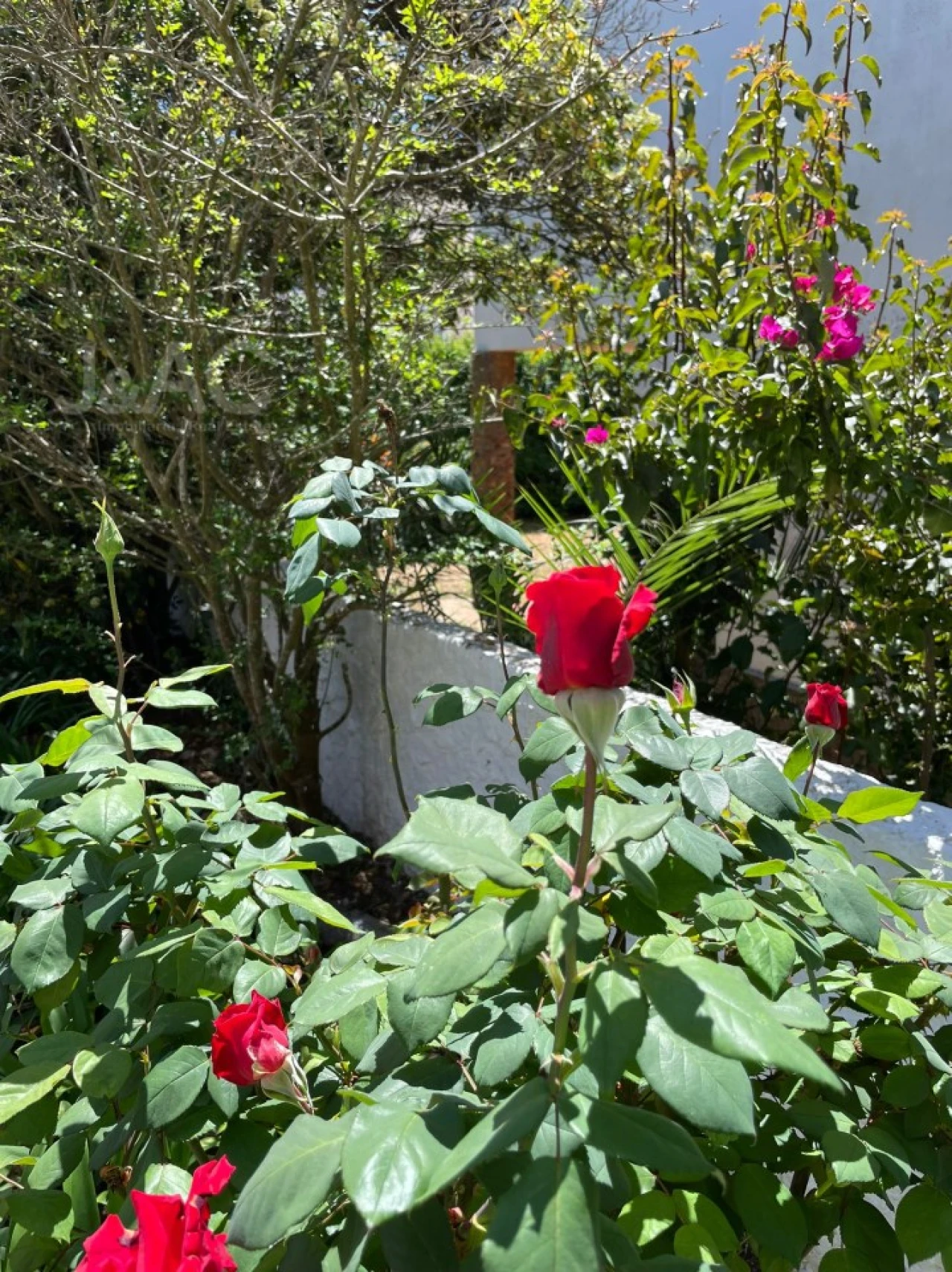 Moradia T4 para Arrendamento em Cascais e Estoril Foto 10