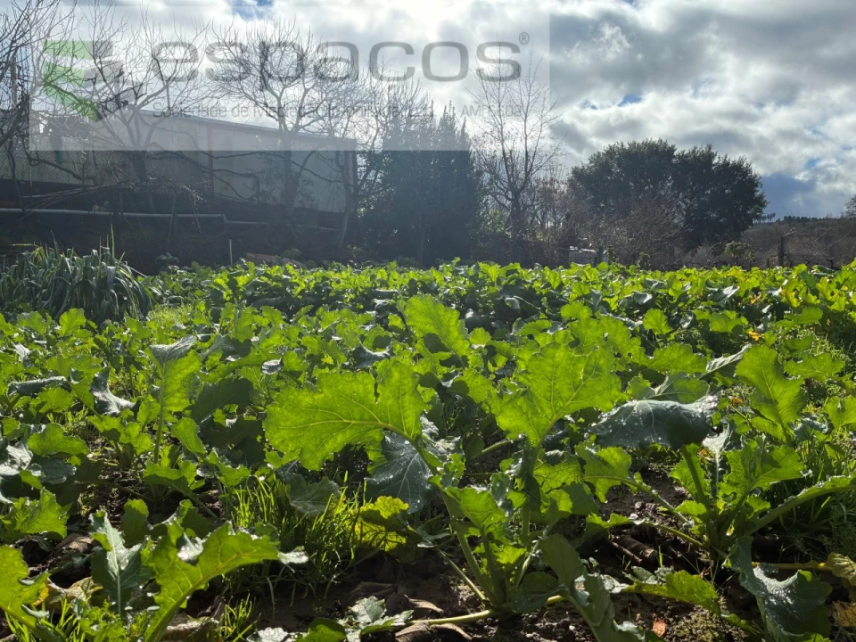 Quinta T1 para Venda em Peso e Vales do Rio Foto 20