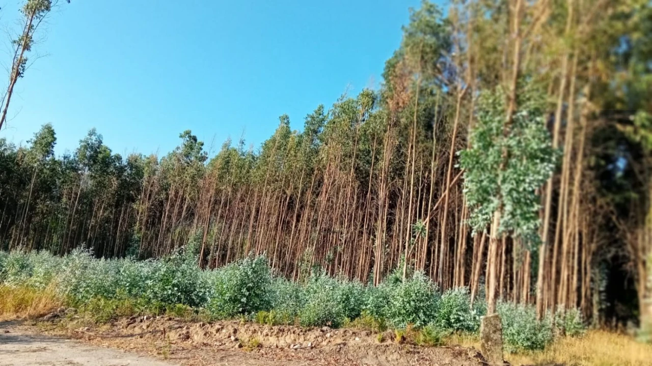 Quinta T0 para Venda em Castelo de Penalva Foto 31