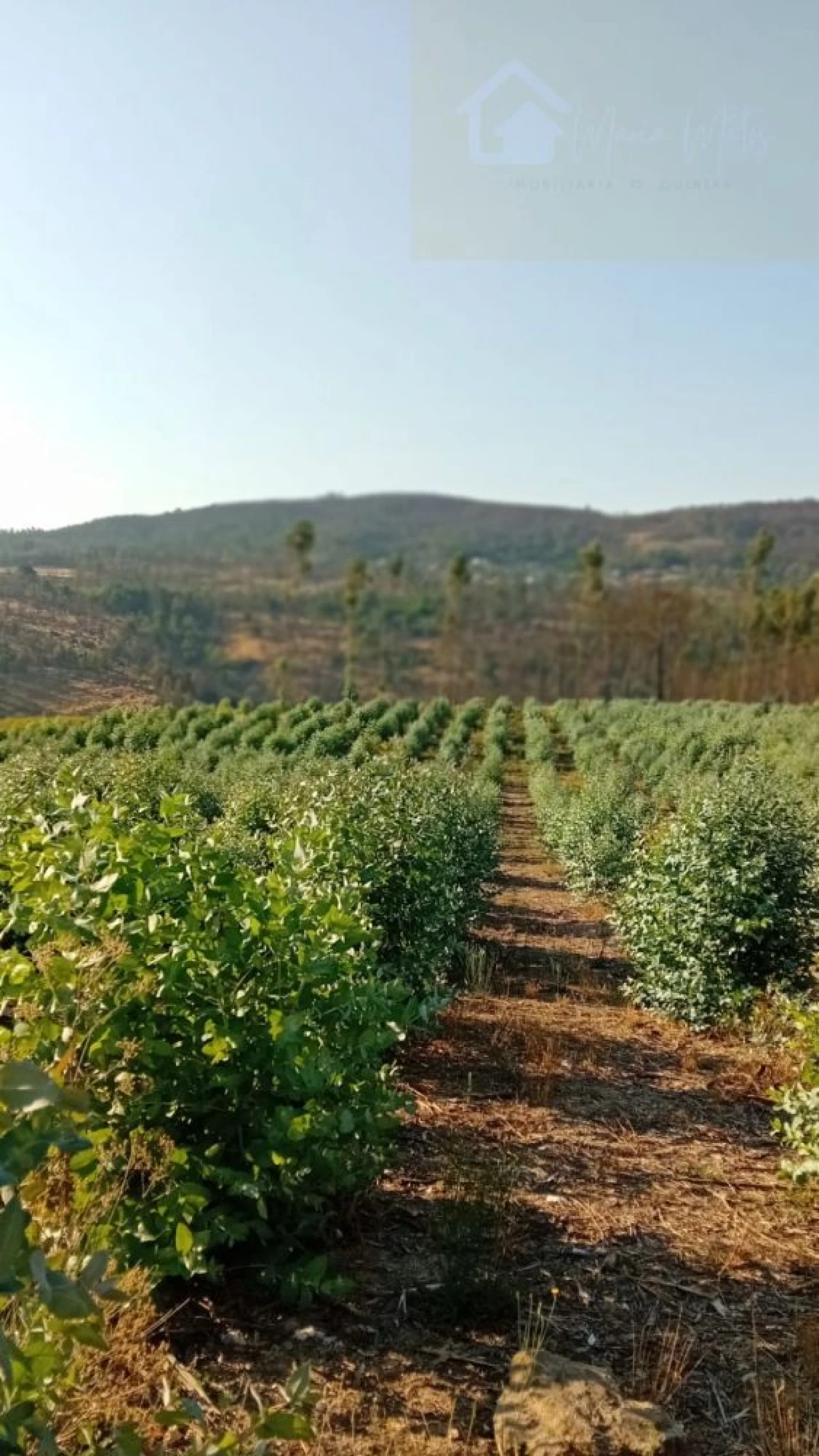 Quinta T0 para Venda em Castelo de Penalva Foto 43