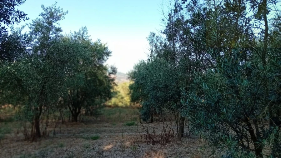Quinta T0 para Venda em Castelo de Penalva Foto 25
