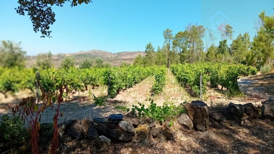 Quinta T0 para Venda em Castelo de Penalva Foto 33