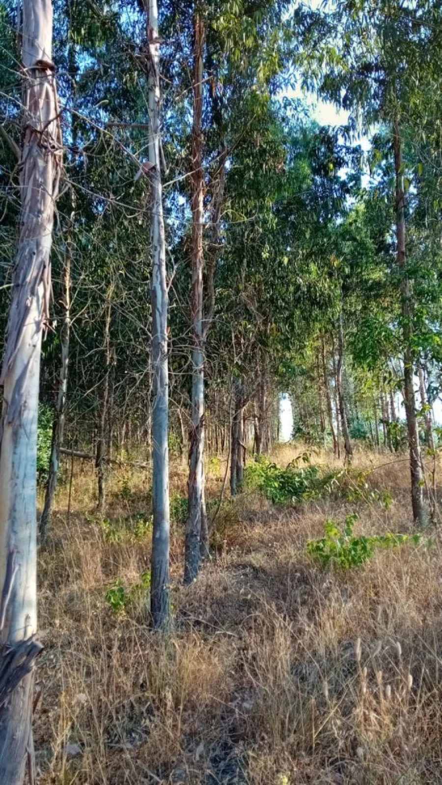 Quinta T0 para Venda em Castelo de Penalva Foto 28