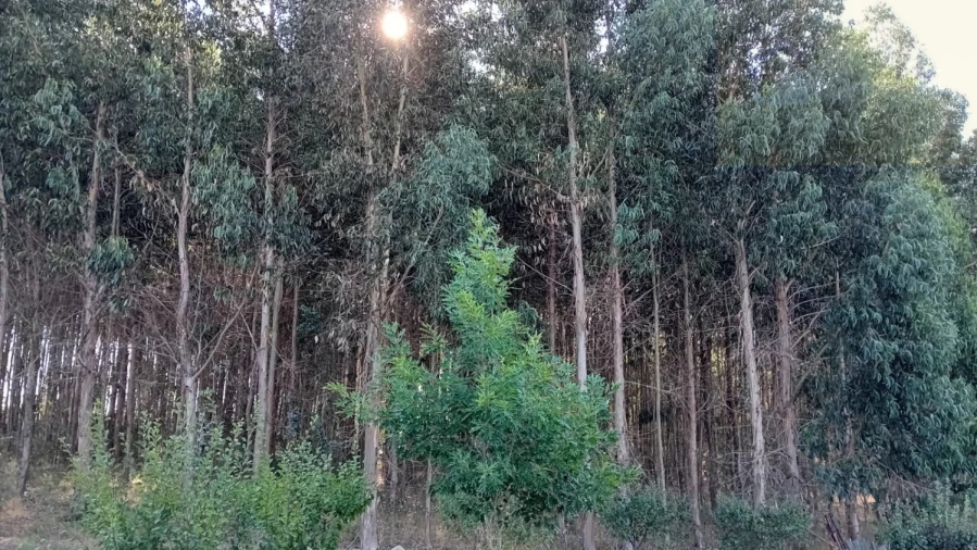 Quinta T0 para Venda em Castelo de Penalva Foto 26