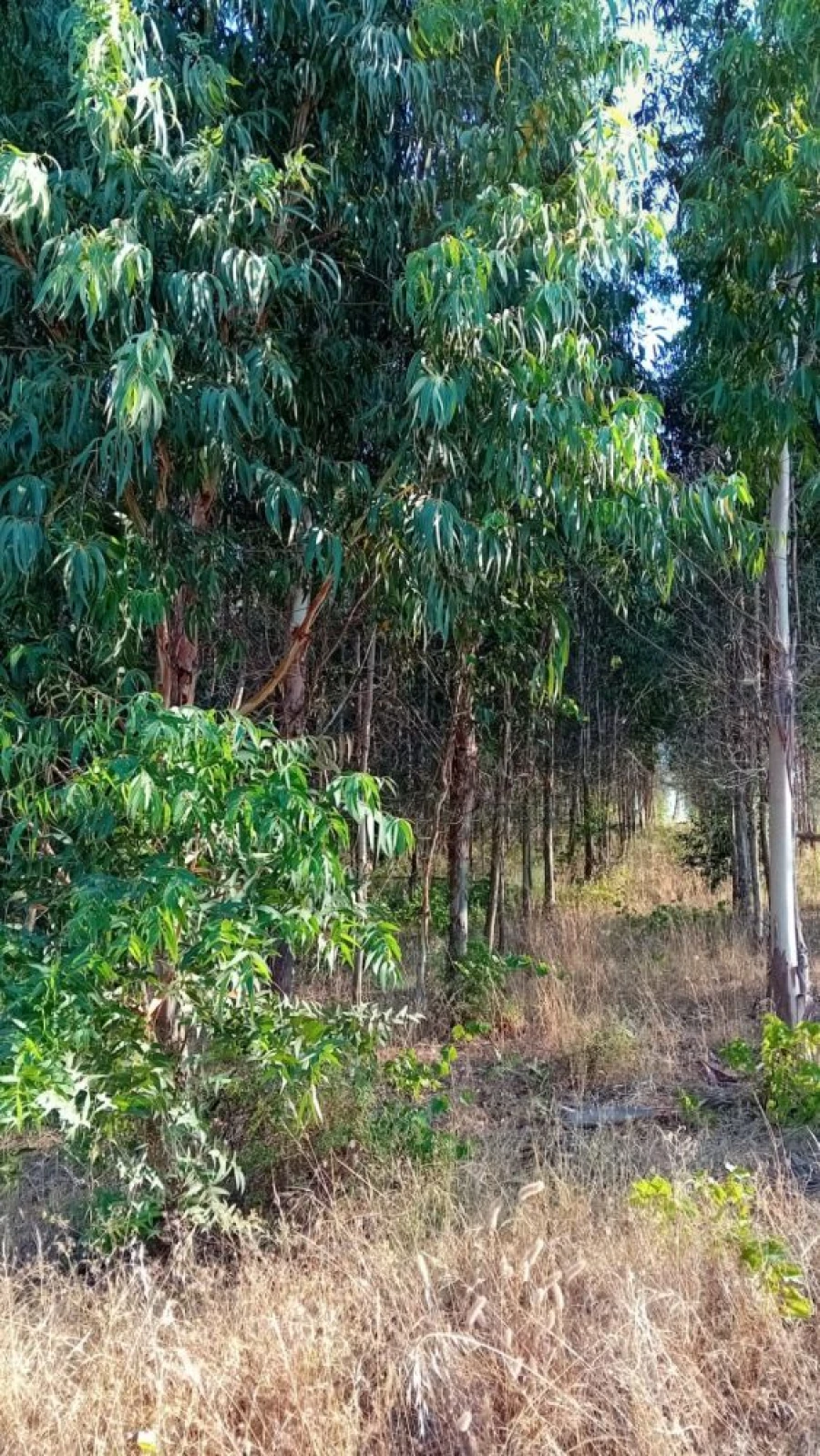Quinta T0 para Venda em Castelo de Penalva Foto 32