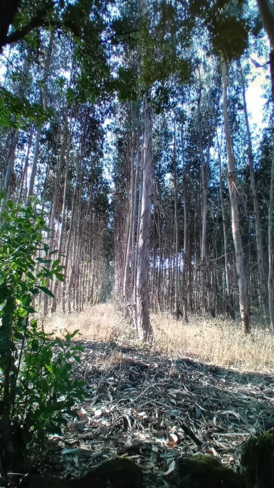 Quinta T0 para Venda em Castelo de Penalva Foto 27