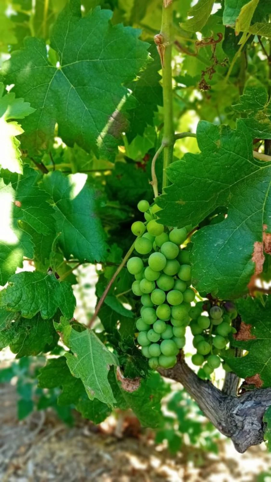 Quinta T0 para Venda em Castelo de Penalva Foto 36