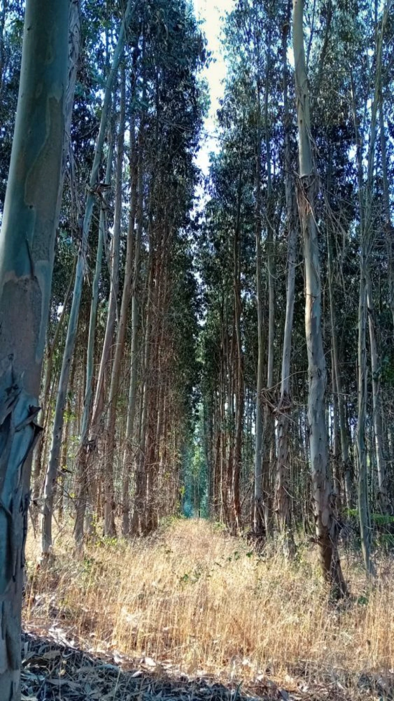 Quinta T0 para Venda em Castelo de Penalva Foto 29