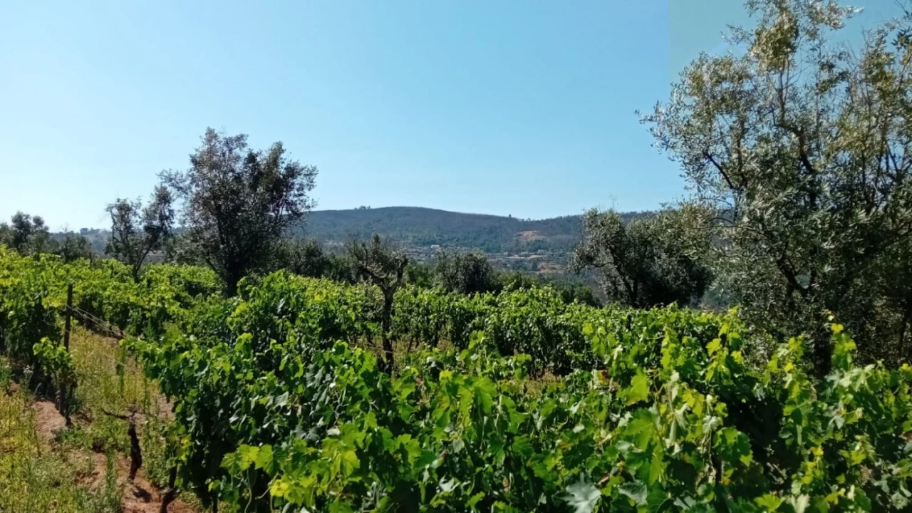 Quinta T0 para Venda em Castelo de Penalva Foto 34