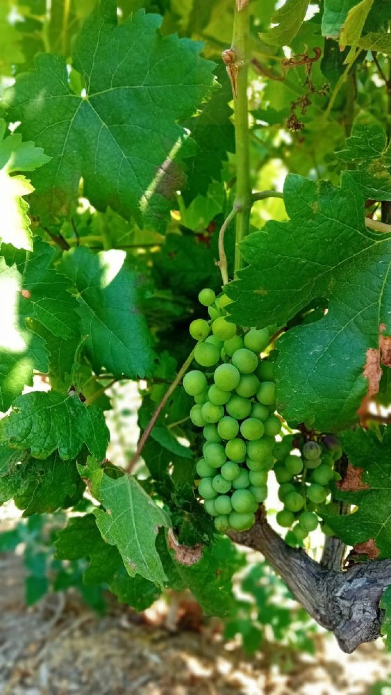 Quinta T0 para Venda em Castelo de Penalva Foto 36
