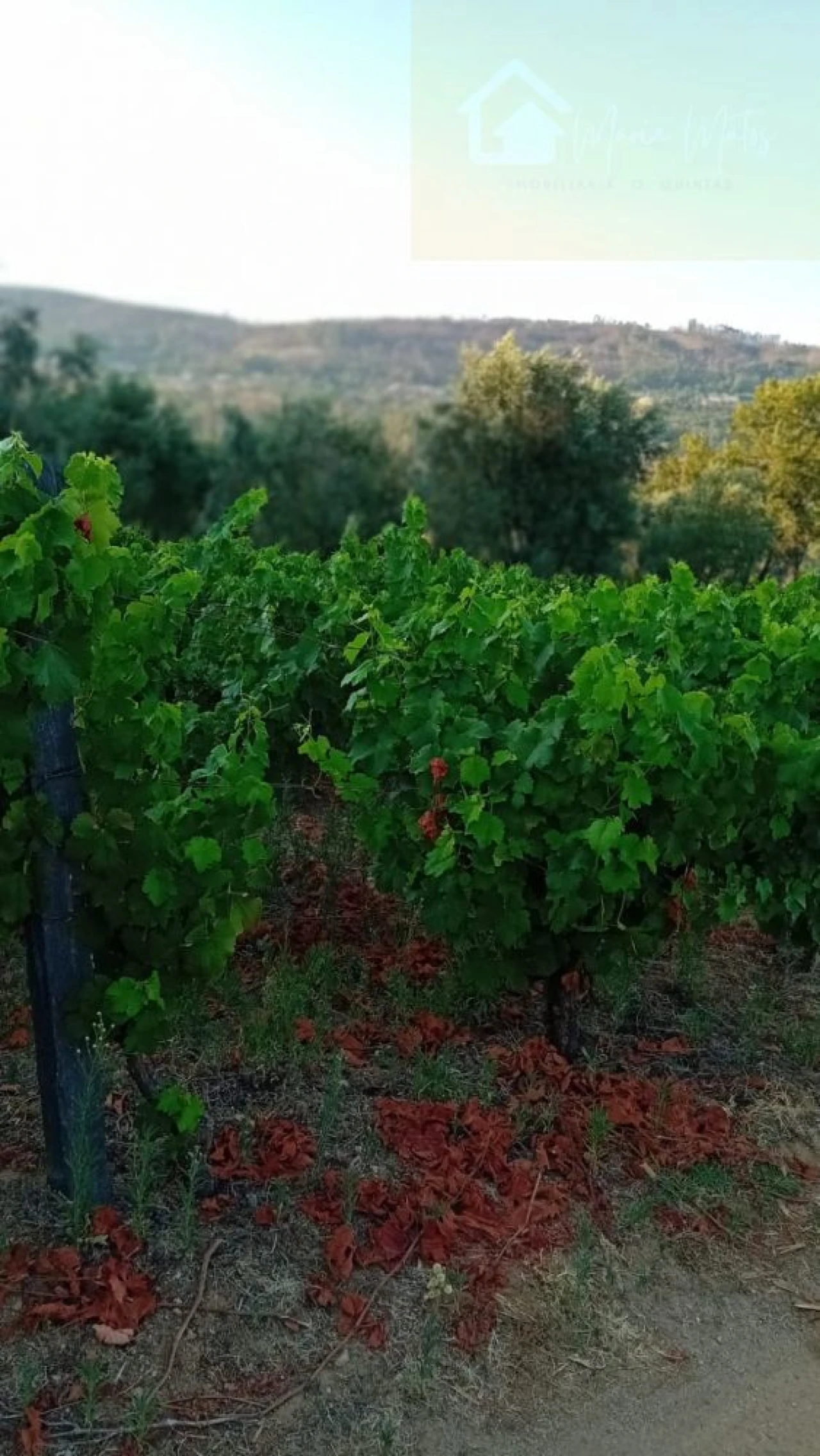 Quinta T0 para Venda em Castelo de Penalva Foto 44
