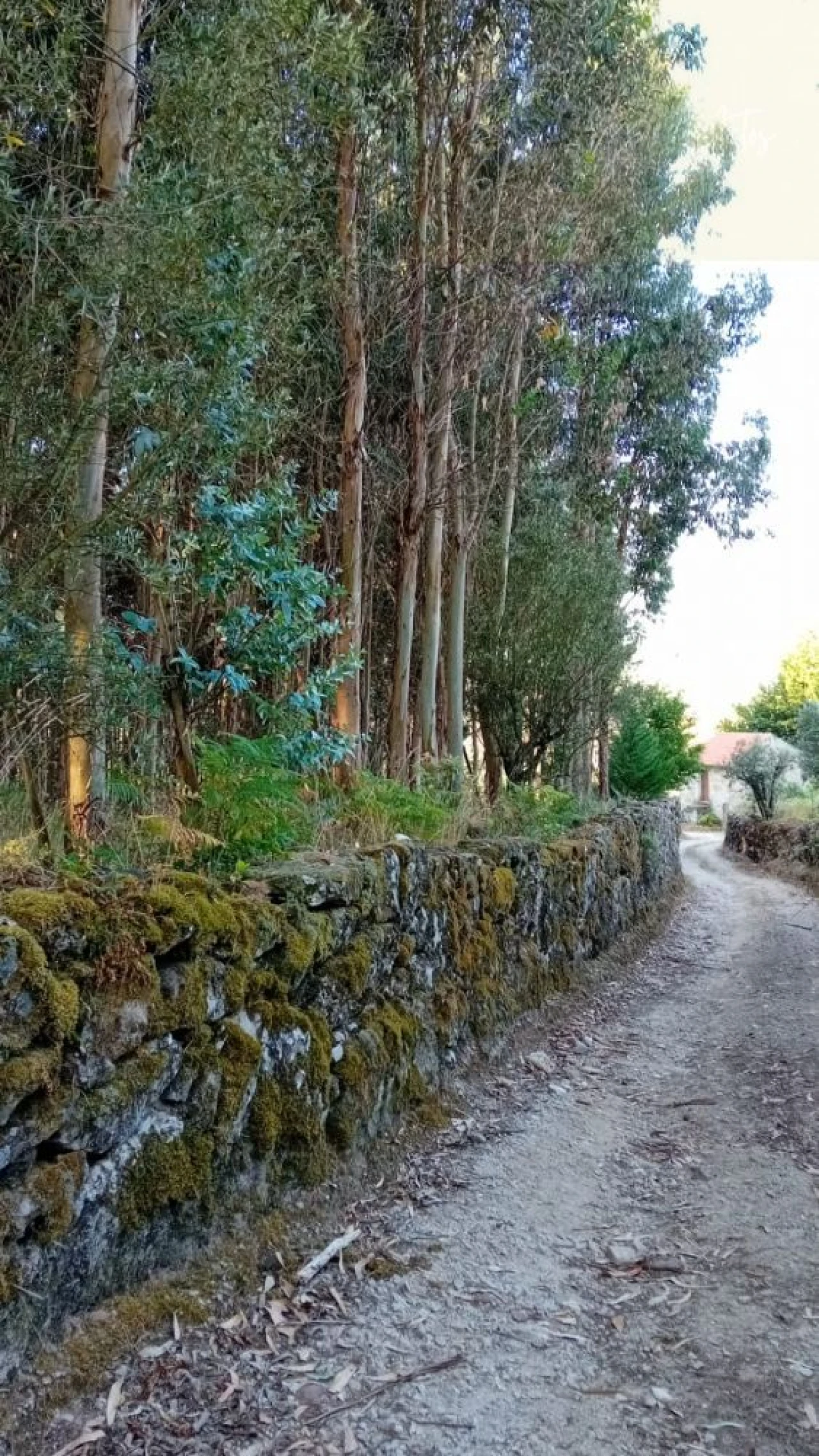 Quinta T0 para Venda em Castelo de Penalva Foto 46