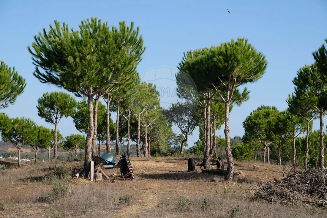 Moradia T2 para Venda em São Martinho das Amoreiras Foto 41