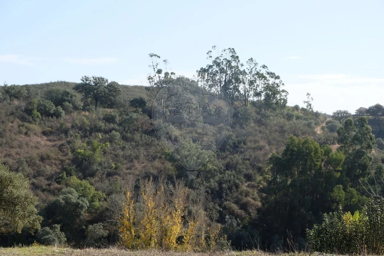 Moradia T2 para Venda em São Martinho das Amoreiras Foto 38