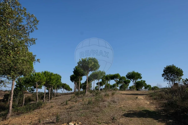 Moradia T2 para Venda em São Martinho das Amoreiras Foto 40