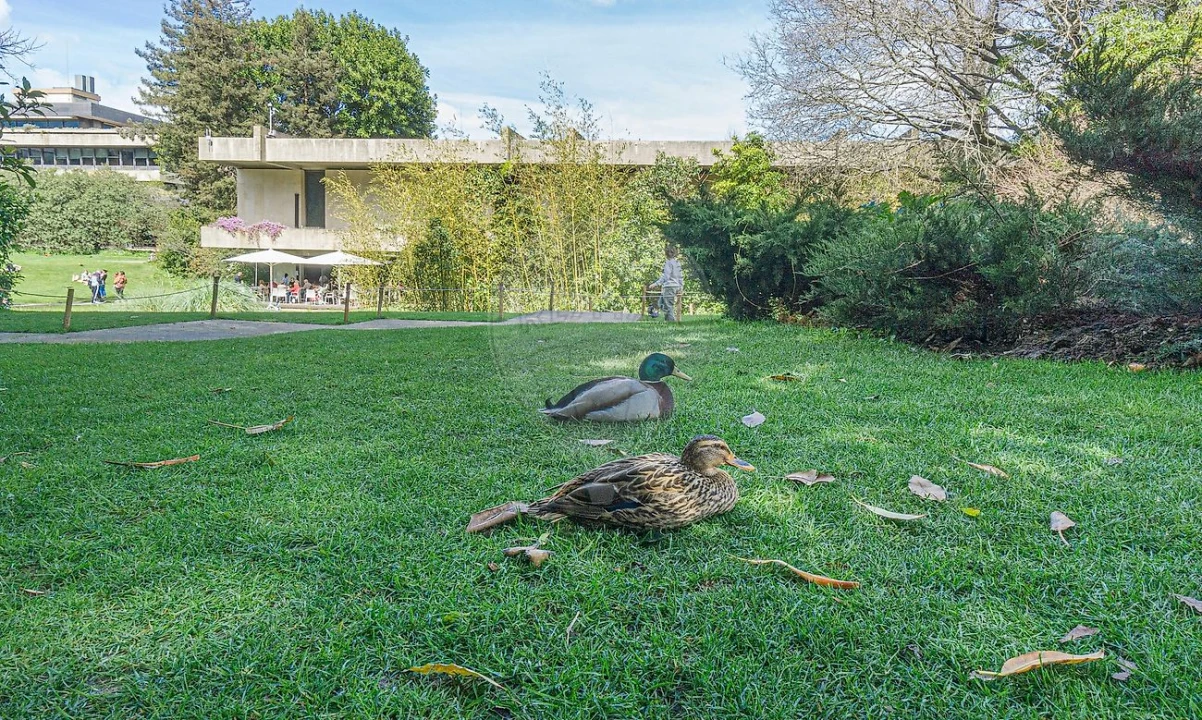 Apartamento T1 para Arrendamento em Avenidas Novas Foto 2