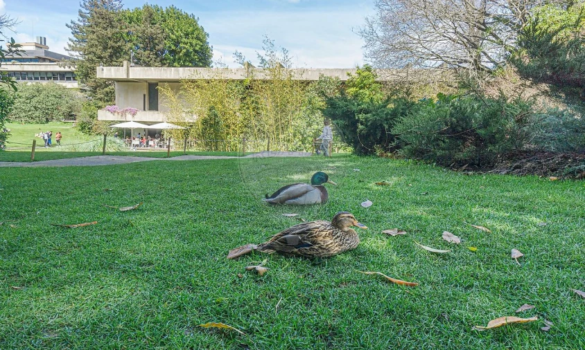 Apartamento T1 para Arrendamento em Avenidas Novas Foto 2