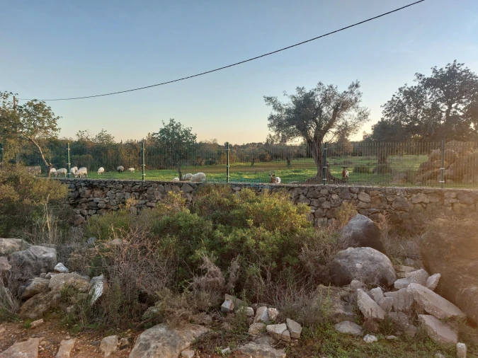 Terreno Agricola ou Rústico para Venda em Conceição e Estoi Foto 14