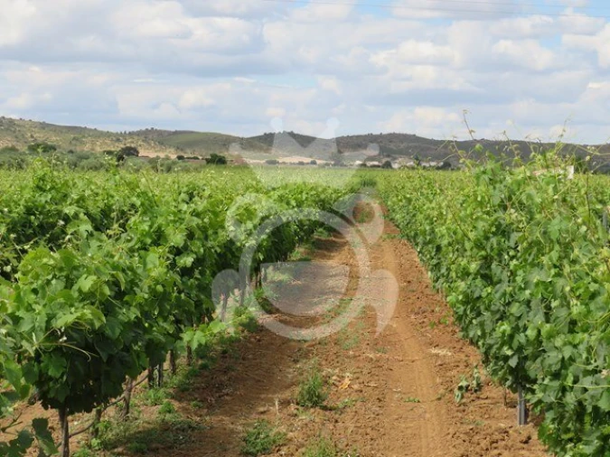 Terreno para Venda em Monsaraz Foto 6