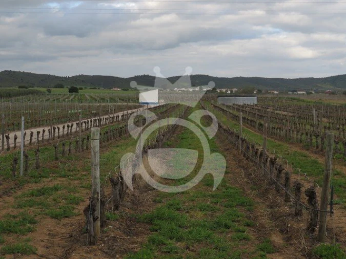 Terreno para Venda em Monsaraz Foto 14