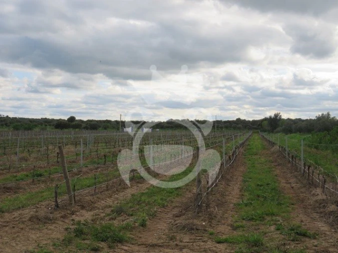 Terreno para Venda em Monsaraz Foto 20