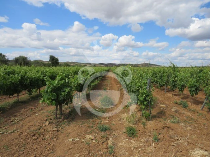 Terreno para Venda em Monsaraz Foto 5