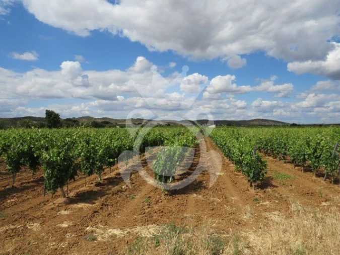 Terreno para Venda em Monsaraz Foto 4