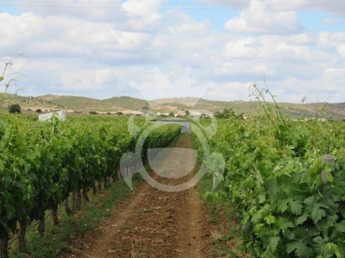 Terreno para Venda em Monsaraz Foto 9