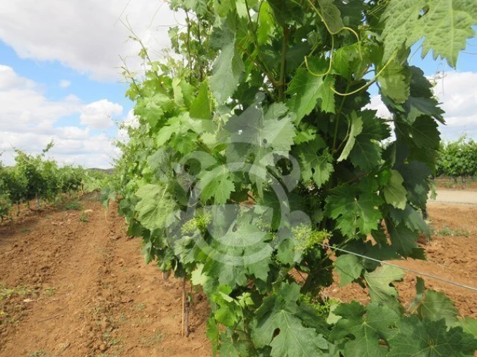 Terreno para Venda em Monsaraz Foto 11