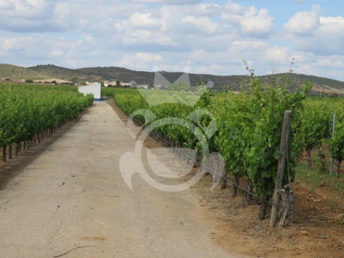 Terreno para Venda em Monsaraz Foto 7