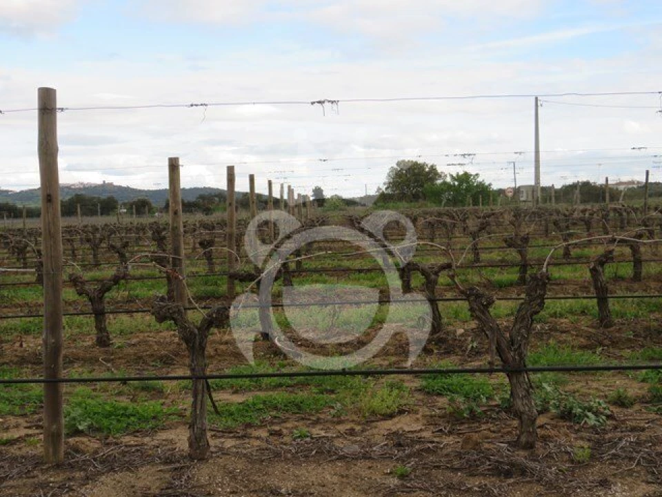 Terreno para Venda em Monsaraz Foto 16