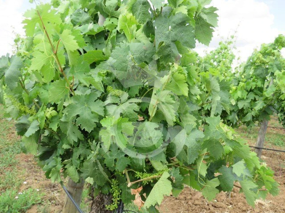 Terreno para Venda em Monsaraz Foto 12