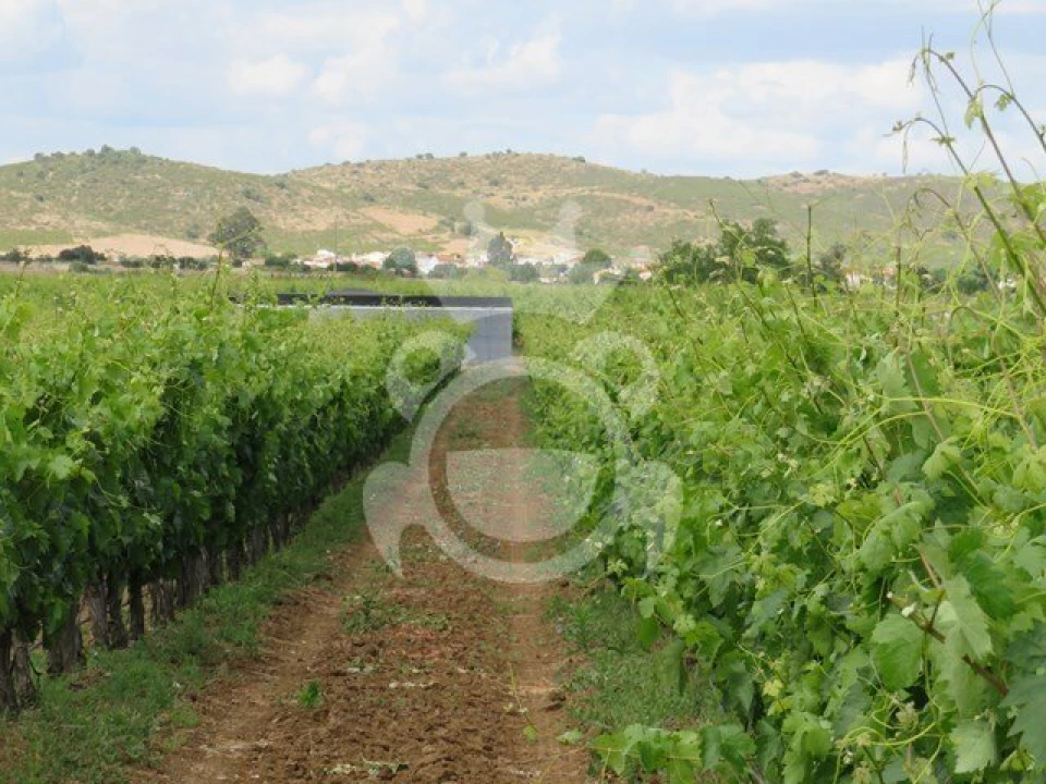 Terreno para Venda em Monsaraz Foto 10