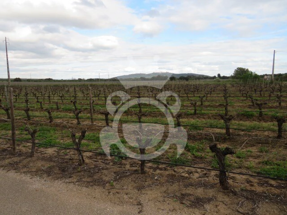 Terreno para Venda em Monsaraz Foto 17