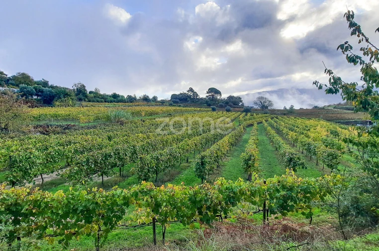 Quinta T3 para Venda em Loivos da Ribeira e Tresouras Foto 18