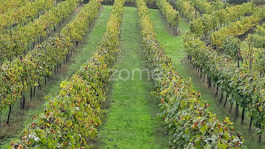 Quinta T3 para Venda em Loivos da Ribeira e Tresouras