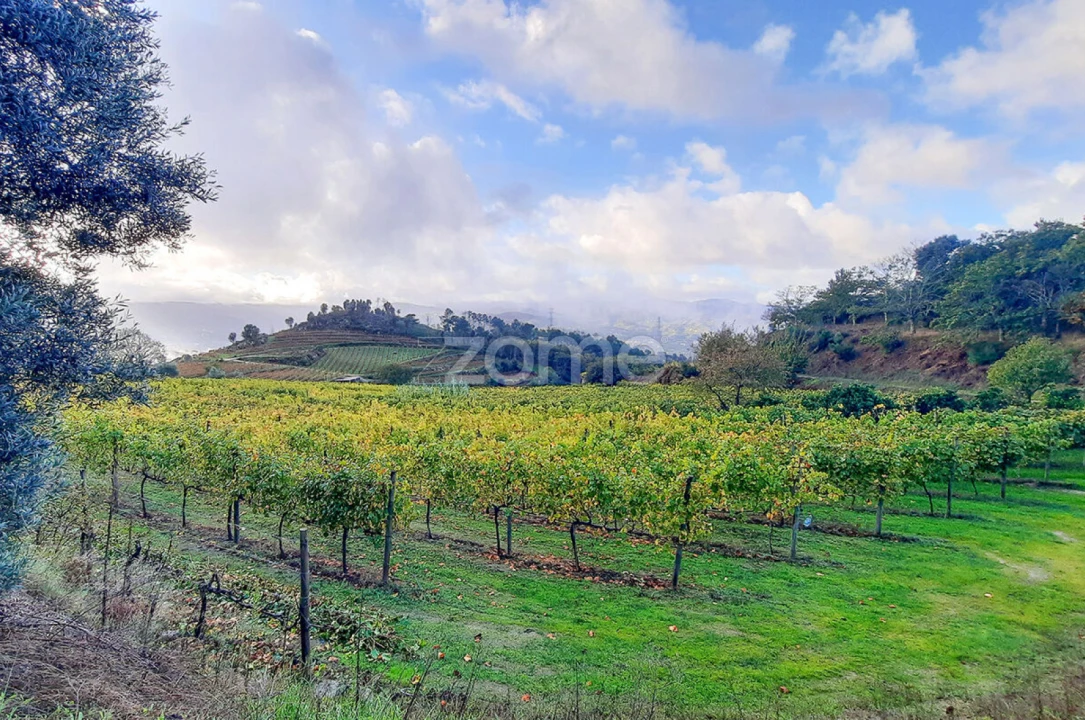 Quinta T3 para Venda em Loivos da Ribeira e Tresouras Foto 16
