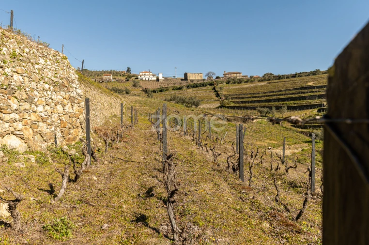 Terreno para Venda em Fontelas Foto 19