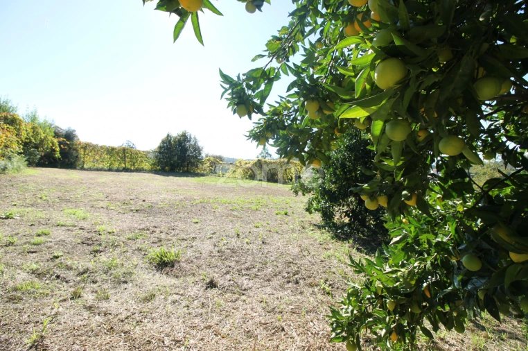 Terreno para Venda em Goães Foto 38