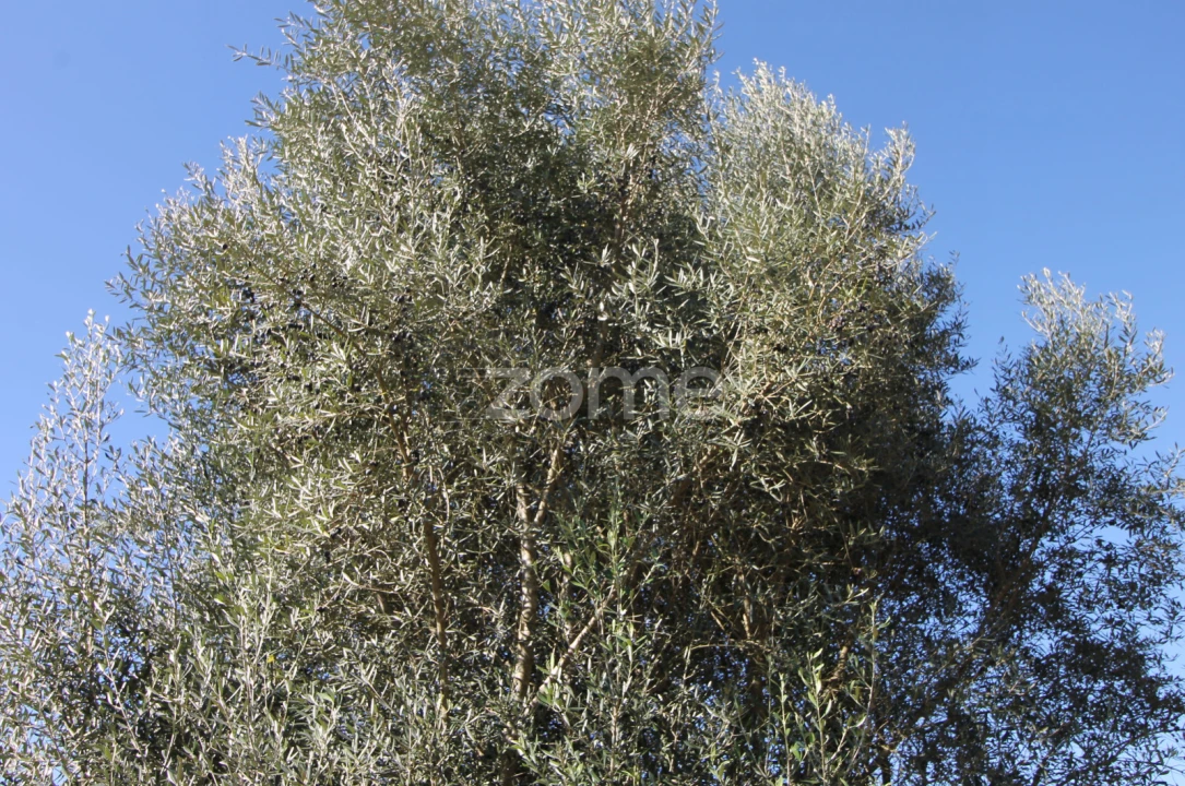 Terreno para Venda em Goães Foto 40