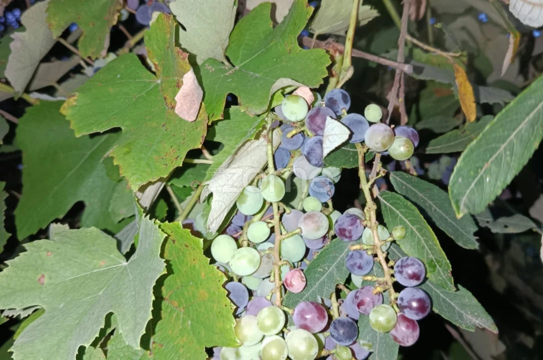 Terreno para Venda em Vila Verde e Barbudo Foto 3