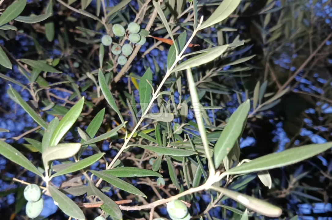 Terreno para Venda em Vila Verde e Barbudo Foto 4
