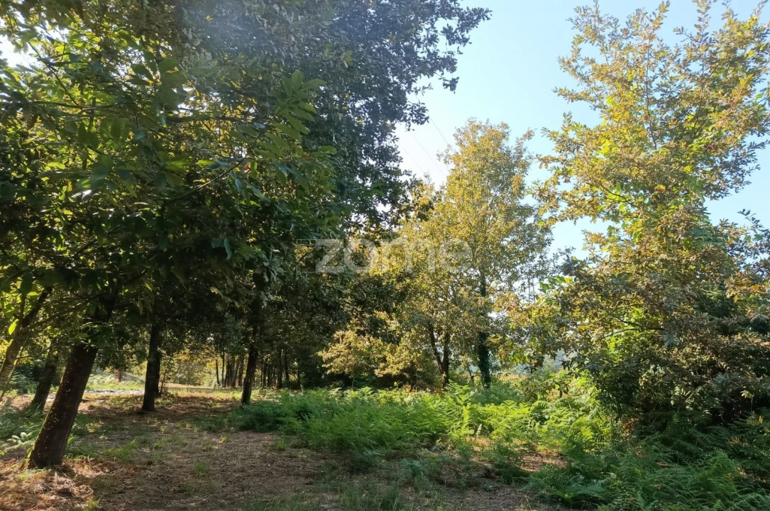 Terreno para Venda em Vila Verde e Barbudo Foto 5