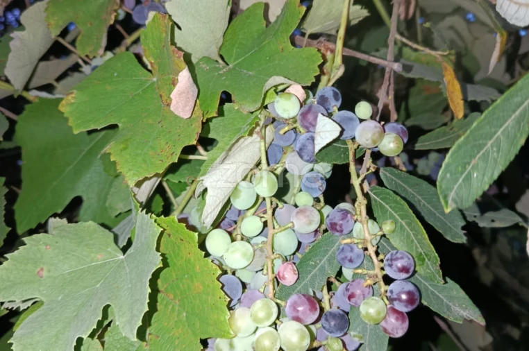 Terreno para Venda em Vila Verde e Barbudo Foto 3