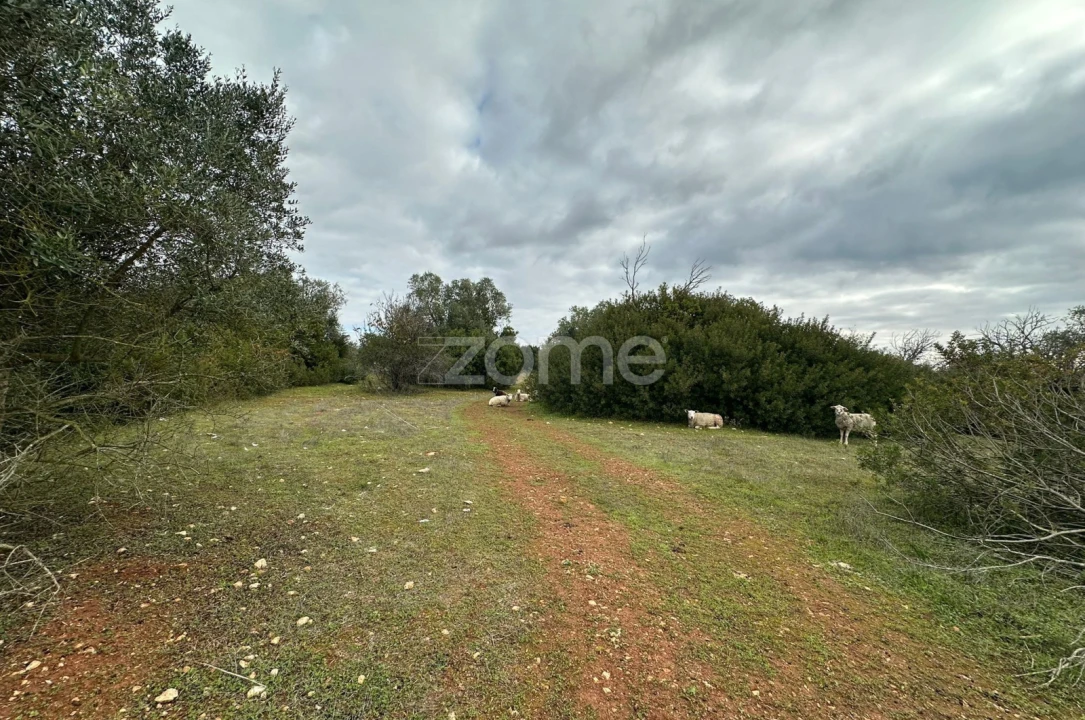 Quinta T1 para Venda em Almoster Foto 18