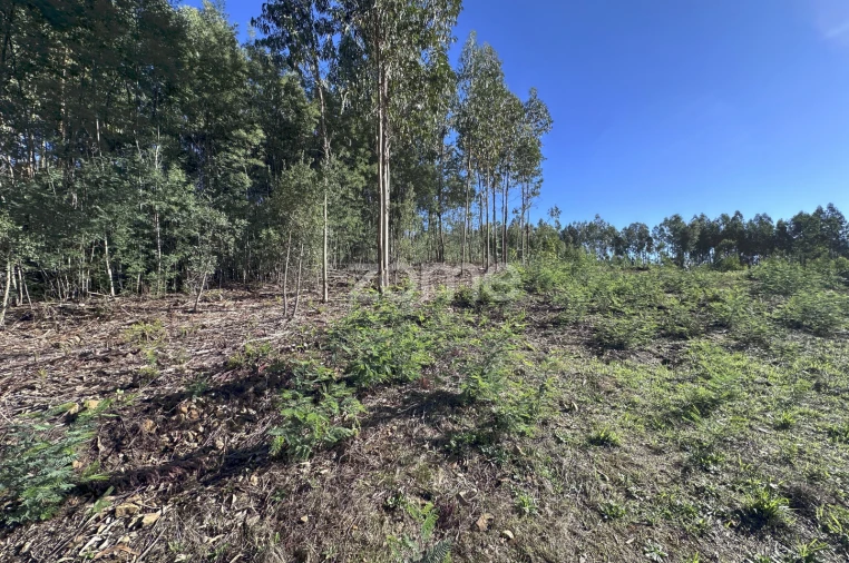 Terreno para Venda em Figueiró dos Vinhos e Bairradas Foto 14