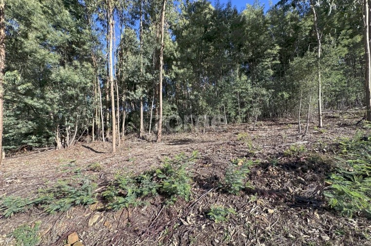 Terreno para Venda em Figueiró dos Vinhos e Bairradas Foto 15