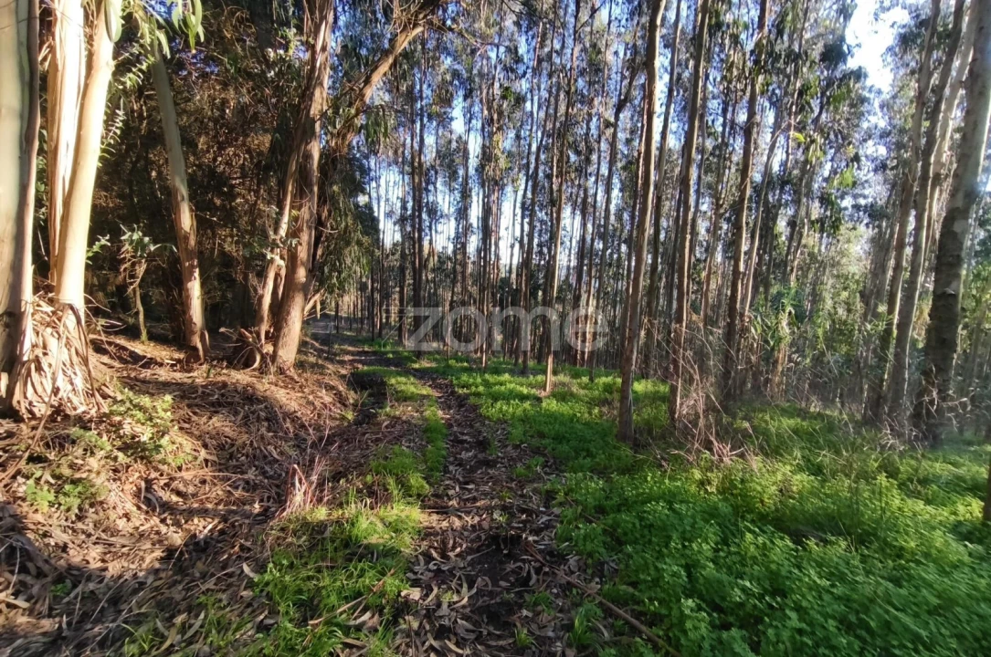 Terreno para Venda em Barrio Foto 5